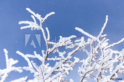 Picture of Branch of a tree in the snow against the blue sky